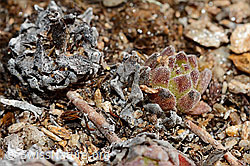 Berg-Hauswurz (Sempervivum montanum) (C189881)