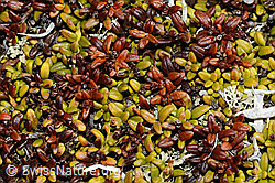 Alpenazalee (Loiseleuria procumbens) (C189893) Alpenazalee (Loiseleuria procumbens) (C189893)