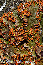 Safranflechte (Solorina crocea) (C189905)