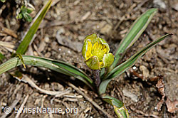 Pyrenäen-Hahnenfuss (Ranunculus kuepferi) (C190007)