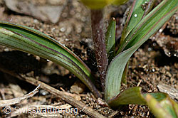 Pyrenäen-Hahnenfuss (Ranunculus kuepferi) (C190009)