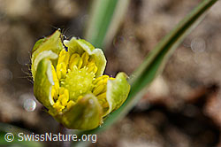 Pyrenäen-Hahnenfuss (Ranunculus kuepferi) (C190014)