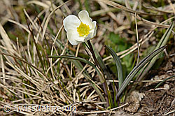 Pyrenäen-Hahnenfuss (Ranunculus kuepferi) (28.05.2021, C190027)