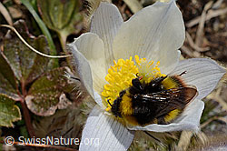 Distelhummel (Bombus soroeensis) auf Frühlings-Anemone (Pulsatilla vernalis) (C190034)