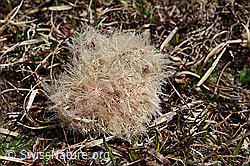Silberdistel (Carlina acaulis ssp. caulescens) (28.05.2021, C190164)
