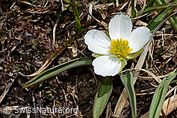Pyrenäen-Hahnenfuss (Ranunculus kuepferi) (C190168)