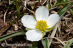 Pyrenäen-Hahnenfuss (Ranunculus kuepferi) (C190169)