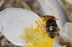 Erzfarbene Düstersandbiene (Andrena nigroaenea) auf Frühlings-Anemone (Pulsatilla vernalis) (C190224)