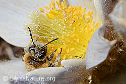 Erzfarbene Düstersandbiene (Andrena nigroaenea) auf Frühlings-Anemone (Pulsatilla vernalis) (C190225)