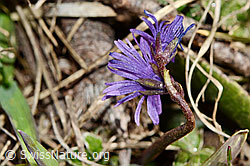 Grosses Alpenglöckchen (Soldanella alpina) (C190820)