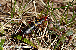 Zweipunkt-Ohrwurm (Anechura bipunctata) (C190838) Zweipunkt-Ohrwurm (Anechura bipunctata) (C190838)
