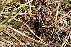 Zweipunkt-Ohrwurm (Anechura bipunctata) (C190842) Zweipunkt-Ohrwurm (Anechura bipunctata) (C190842)