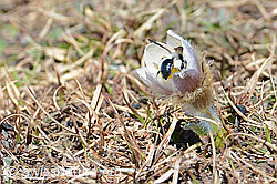 Graue Sandbiene (Andrena cineraria) an Frühlings-Anemonen (Pulsatilla vernalis) (C190870)