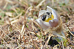 Graue Sandbiene (Andrena cineraria) an Frühlings-Anemonen (Pulsatilla vernalis) (C190871)