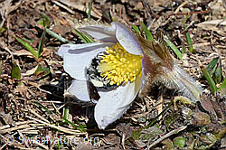 Graue Sandbiene (Andrena cineraria) an Frühlings-Anemonen (Pulsatilla vernalis) (C190874)