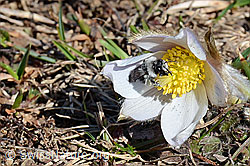 Graue Sandbiene (Andrena cineraria) an Frühlings-Anemonen (Pulsatilla vernalis) (C190876)