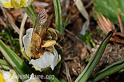Erzfarbene Düstersandbiene (Andrena nigroaenea) auf Pyrenäen-Hahnenfuss (Ranunculus kuepferi) (C190932) Erzfarbene Düstersandbiene (Andrena nigroaenea) auf Pyrenäen-Hahnenfuss (Ranunculus kuepferi) (C190932)