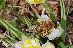 Erzfarbene Düstersandbiene (Andrena nigroaenea) auf Pyrenäen-Hahnenfuss (Ranunculus kuepferi) (C190935) Erzfarbene Düstersandbiene (Andrena nigroaenea) auf Pyrenäen-Hahnenfuss (Ranunculus kuepferi) (C190935)