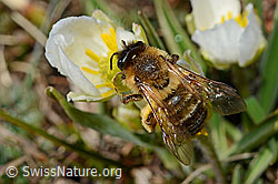 Erzfarbene Düstersandbiene (Andrena nigroaenea) auf Frühlings-Anemone (Pulsatilla vernalis)