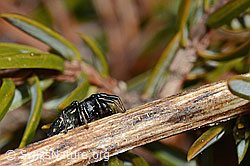 Heliophanus lineiventris (Springspinne) (30.05.2021, C190996)