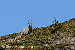 Alpensteinbock (Capra ibex) (30.05.2021, C191013)