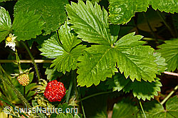Wald-Erdbeere (Fragaria vesca) (C192903) Wald-Erdbeere (Fragaria vesca) (C192903)
