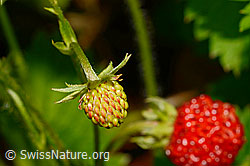 Wald-Erdbeere (Fragaria vesca) (C192905) Wald-Erdbeere (Fragaria vesca) (C192905)