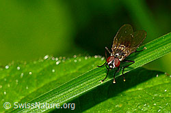 Kleine Stubenfliege (Fannia canicularis) (C192909) Kleine Stubenfliege (Fannia canicularis) (C192909)