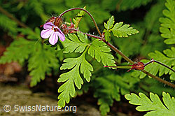 Ruprechtskraut (Geranium robertianum) (C192918)