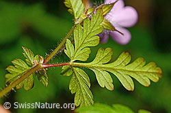 Ruprechtskraut (Geranium robertianum) (C192926)