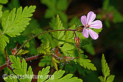 Ruprechtskraut (Geranium robertianum) (C192930)