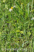 Gewöhnliche Wiesen-Margerite (Leucanthemum vulgare) (C192939)