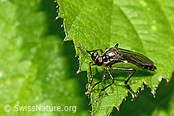 Gemeine Habichtsfliege (Dioctria hyalipennis) (12.06.2021, C192982)