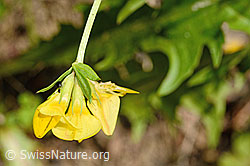 Gewöhnlicher Hornklee (Lotus corniculatus) (C193001)