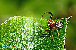 Xysticus audax (Krabbenspinne) (12.06.2021, C193035)
