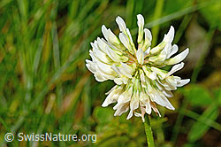 Kriechender Klee (Trifolium repens) (12.06.2021, C193037)