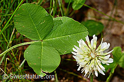 Kriechender Klee (Trifolium repens) (12.06.2021, C193039)