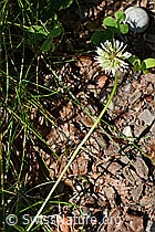 Kriechender Klee (Trifolium repens) (C193043)