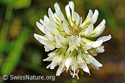 Kriechender Klee (Trifolium repens) (C193046)