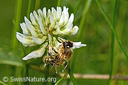 Honigbiene (Apis mellifera) auf Kriechendem Klee (Trifolium repens) (12.06.2021, C193051)