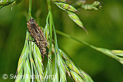 Aradus conspicuus (Rindenwanze) (C193064)
