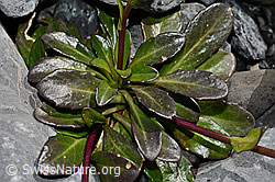 Bach-Gänsekresse (Arabis subcoriacea) (C193225) Bach-Gänsekresse (Arabis subcoriacea) (C193225)