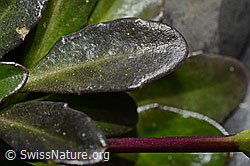 Bach-Gänsekresse (Arabis subcoriacea) (C193226) Bach-Gänsekresse (Arabis subcoriacea) (C193226)