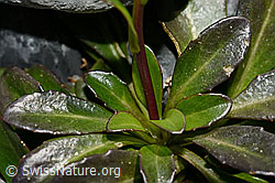 Bach-Gänsekresse (Arabis subcoriacea) (C193227) Bach-Gänsekresse (Arabis subcoriacea) (C193227)