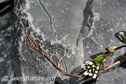 Bach-Gänsekresse (Arabis subcoriacea) (C193233) Bach-Gänsekresse (Arabis subcoriacea) (C193233)