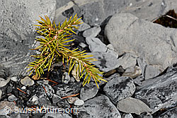 Picea abies (C193289)