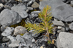 Picea abies (C193291)