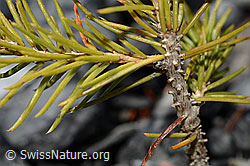 Picea abies (C193293)