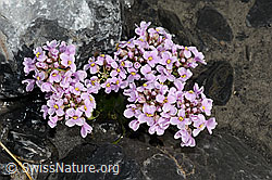 Kriechendes Täschelkraut (Thlaspi rotundifolium) (C193298) Kriechendes Täschelkraut (Thlaspi rotundifolium) (C193298)