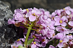 Kriechendes Täschelkraut (Thlaspi rotundifolium) (C193304) Kriechendes Täschelkraut (Thlaspi rotundifolium) (C193304)